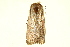  ( - TDGAB-1618)  @13 [ ] CreativeCommons - Attribution (2010) CBG Photography Group Centre for Biodiversity Genomics