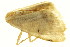  ( - TDGAB-1792)  @12 [ ] CreativeCommons - Attribution (2010) CBG Photography Group Centre for Biodiversity Genomics
