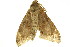  ( - TDGAB-1824)  @12 [ ] CreativeCommons - Attribution (2010) CBG Photography Group Centre for Biodiversity Genomics