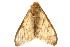  (Stracena promelaena - TDGAB-1379)  @14 [ ] CreativeCommons - Attribution (2010) Unspecified Centre for Biodiversity Genomics