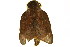  (Leptometa matuta - TDGAB-1855)  @13 [ ] CreativeCommons - Attribution (2010) CBG Photography Group Centre for Biodiversity Genomics