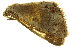  ( - TDGAB-1962)  @13 [ ] CreativeCommons - Attribution (2010) CBG Photography Group Centre for Biodiversity Genomics