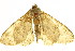  (Cleora anacantha - TDGAB-2039)  @14 [ ] CreativeCommons - Attribution (2010) CBG Photography Group Centre for Biodiversity Genomics