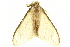  (Stracena eximia - TDGAB-2363)  @14 [ ] CreativeCommons - Attribution (2010) CBG Photography Group Centre for Biodiversity Genomics