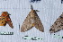  ( - Lope11-0009)  @13 [ ] Copyright (2011) Rodolpher Rougerie University of Rouen