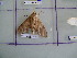  ( - Lep-Lope12-1422)  @12 [ ] CreativeCommons - Attribution Non-Commercial Share-Alike (2012) Morgane COUANT ECODIV