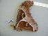  ( - Lep-Lope12-0298)  @12 [ ] CreativeCommons - Attribution Non-Commercial Share-Alike (2012) Morgane COUANT ECODIV