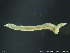  (Chaetozone sp. MG6 - ZMBN129534)  @11 [ ] CreativeCommons  Attribution Non-Commercial Share-Alike (2019) NTNU University Museum NTNU University Museum