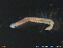  ( - ZMBN129554)  @11 [ ] CreativeCommons  Attribution Non-Commercial Share-Alike (2019) NTNU University Museum NTNU University Museum