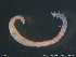 ( - ZMBN129557)  @11 [ ] CreativeCommons  Attribution Non-Commercial Share-Alike (2019) NTNU University Museum NTNU University Museum