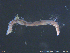  ( - ZMBN129580)  @11 [ ] CreativeCommons  Attribution Non-Commercial Share-Alike (2019) NTNU University Museum NTNU University Museum