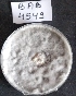  (Lasiodiplodia theobromae - BAB4549)  @11 [ ] Unspecified (default): All Rights Reserved  Unspecified Unspecified