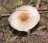  (Agaricus goossensiae - BAB 3658)  @11 [ ] Copyright (2014) Gujarat Biodiversity Gene Bank, GSBTM, DST, GoG Gujarat Biodiversity Gene Bank, GSBTM, DST, GoG