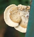  (Trametes ljubarskyi - BAB 3692)  @11 [ ] Copyright (2014) Gujarat Biodiversity Gene Bank, GSBTM, DST, GoG Gujarat Biodiversity Gene Bank, GSBTM, DST, GoG