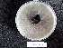  ( - BAB 4422)  @11 [ ] Copyright (2015) Gujarat Biodiversity Gene Bank, GSBTM, DST, GoG Gujarat Biodiversity Gene Bank, GSBTM, DST, GoG
