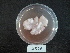  ( - BAB 4528)  @11 [ ] Copyright (2015) Gujarat Biodiversity Gene Bank, GSBTM, DST, GoG Gujarat Biodiversity Gene Bank, GSBTM, DST, GoG
