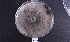  ( - BAB 4533)  @11 [ ] Copyright (2015) Gujarat Biodiversity Gene Bank, GSBTM, DST, GoG Gujarat Biodiversity Gene Bank, GSBTM, DST, GoG