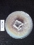  ( - BAB 4626)  @11 [ ] Copyright (2015) Gujarat Biodiversity Gene Bank, GSBTM, DST, GoG Gujarat Biodiversity Gene Bank, GSBTM, DST, GoG
