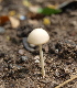  (Conocybe lactea - BAB 4753)  @11 [ ] Copyright (2014) Gujarat Biodiversity Gene Bank, GSBTM, DST, GoG Gujarat Biodiversity Gene Bank, GSBTM, DST, GoG