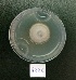 (Fusarium oxysporum - BAB 4826)  @11 [ ] Copyright (2015) Gujarat Biodiversity Gene Bank, GSBTM, DST, GoG Gujarat Biodiversity Gene Bank, GSBTM, DST, GoG