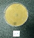  ( - BAB 4829)  @11 [ ] Copyright (2015) Gujarat Biodiversity Gene Bank, GSBTM, DST, GoG Gujarat Biodiversity Gene Bank, GSBTM, DST, GoG