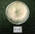  ( - BAB 4834)  @11 [ ] Copyright (2015) Gujarat Biodiversity Gene Bank, GSBTM, DST, GoG Gujarat Biodiversity Gene Bank, GSBTM, DST, GoG