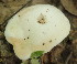  (Tricholoma mongolicum - BAB 4947)  @11 [ ] Copyright (2015) Gujarat Biodiversity Gene Bank, GSBTM, DST, GoG Gujarat Biodiversity Gene Bank, GSBTM, DST, GoG