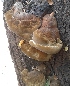  ( - BAB 4954)  @11 [ ] Copyright (2015) Gujarat Biodiversity Gene Bank, GSBTM, DST, GoG Gujarat Biodiversity Gene Bank, GSBTM, DST, GoG
