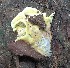  ( - BAB 4961)  @11 [ ] Copyright (2015) Gujarat Biodiversity Gene Bank, GSBTM, DST, GoG Gujarat Biodiversity Gene Bank, GSBTM, DST, GoG