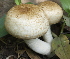  (Agaricus blazei - BAB 4970)  @11 [ ] Copyright (2015) Gujarat Biodiversity Gene Bank, GSBTM, DST, GoG Gujarat Biodiversity Gene Bank, GSBTM, DST, GoG