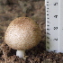  (Agaricus hondensis - BAB 4971)  @11 [ ] Copyright (2015) Gujarat Biodiversity Gene Bank, GSBTM, DST, GoG Gujarat Biodiversity Gene Bank, GSBTM, DST, GoG