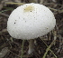  (Leucoagaricus hortensis - BAB 4973)  @11 [ ] Copyright (2015) Gujarat Biodiversity Gene Bank, GSBTM, DST, GoG Gujarat Biodiversity Gene Bank, GSBTM, DST, GoG