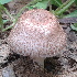  (Agaricus langei - BAB 4974)  @11 [ ] Copyright (2015) Gujarat Biodiversity Gene Bank, GSBTM, DST, GoG Gujarat Biodiversity Gene Bank, GSBTM, DST, GoG