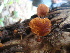  (Galerina vittiformis - BAB 4991)  @11 [ ] Copyright (2015) Gujarat Biodiversity Gene Bank, GSBTM, DST, GoG Gujarat Biodiversity Gene Bank, GSBTM, DST, GoG