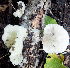  ( - BAB 4998)  @11 [ ] Copyright (2015) Gujarat Biodiversity Gene Bank, GSBTM, DST, GoG Gujarat Biodiversity Gene Bank, GSBTM, DST, GoG