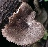  (Pluteus ephebeus - BAB 5004)  @11 [ ] Copyright (2015) Gujarat Biodiversity Gene Bank, GSBTM, DST, GoG Gujarat Biodiversity Gene Bank, GSBTM, DST, GoG