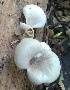  ( - BAB 5007)  @11 [ ] Copyright (2015) Gujarat Biodiversity Gene Bank, GSBTM, DST, GoG Gujarat Biodiversity Gene Bank, GSBTM, DST, GoG