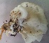  ( - BAB 5008)  @11 [ ] Copyright (2015) Gujarat Biodiversity Gene Bank, GSBTM, DST, GoG Gujarat Biodiversity Gene Bank, GSBTM, DST, GoG