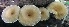  (Lentinus tricholoma - BAB 5009)  @11 [ ] Copyright (2015) Gujarat Biodiversity Gene Bank, GSBTM, DST, GoG Gujarat Biodiversity Gene Bank, GSBTM, DST, GoG