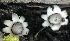  (Geastrum striatum - BAB 5015)  @11 [ ] Copyright (2015) Gujarat Biodiversity Gene Bank, GSBTM, DST, GoG Gujarat Biodiversity Gene Bank, GSBTM, DST, GoG