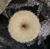  ( - BAB 5027)  @11 [ ] Copyright (2015) Gujarat Biodiversity Gene Bank, GSBTM, DST, GoG Gujarat Biodiversity Gene Bank, GSBTM, DST, GoG
