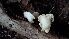  ( - BAB 5074)  @11 [ ] Copyright (2015) Gujarat Biodiversity Gene Bank, GSBTM, DST, GoG Gujarat Biodiversity Gene Bank, GSBTM, DST, GoG