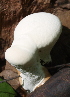  ( - BAB 5105)  @11 [ ] Copyright (2015) Gujarat Biodiversity Gene Bank, GSBTM, DST, GoG Gujarat Biodiversity Gene Bank, GSBTM, DST, GoG