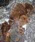  ( - BAB 5117)  @11 [ ] Copyright (2015) Gujarat Biodiversity Gene Bank, GSBTM, DST, GoG Gujarat Biodiversity Gene Bank, GSBTM, DST, GoG