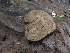  ( - BAB 5168)  @11 [ ] Copyright (2015) Gujarat Biodiversity Gene Bank, GSBTM, DST, GoG Gujarat Biodiversity Gene Bank, GSBTM, DST, GoG