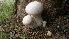  (Calocybe indica - BAB 5176)  @11 [ ] Copyright (2015) Gujarat Biodiversity Gene Bank, GSBTM, DST, GoG Gujarat Biodiversity Gene Bank, GSBTM, DST, GoG