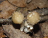  (Psathyrella hymenocephala - BAB 5186)  @11 [ ] Copyright (2015) Gujarat Biodiversity Gene Bank, GSBTM, DST, GoG Gujarat Biodiversity Gene Bank, GSBTM, DST, GoG