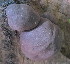 ( - BAB 5190)  @11 [ ] Copyright (2015) Gujarat Biodiversity Gene Bank, GSBTM, DST, GoG Gujarat Biodiversity Gene Bank, GSBTM, DST, GoG