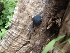  ( - BAB 5205)  @11 [ ] Copyright (2015) Gujarat Biodiversity Gene Bank, GSBTM, DST, GoG Gujarat Biodiversity Gene Bank, GSBTM, DST, GoG