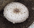  (Agaricus augustus - BAB 5265)  @11 [ ] Copyright (2015) Gujarat Biodiversity Gene Bank, GSBTM, DST, GoG Gujarat Biodiversity Gene Bank, GSBTM, DST, GoG